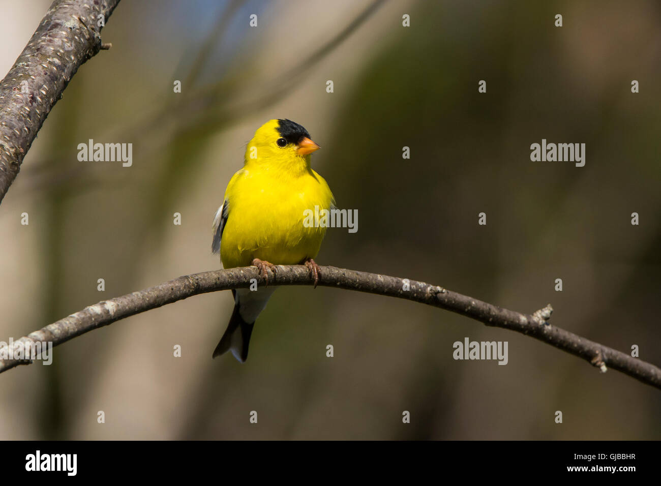 American Cardellino (Spinus tristis). Maschi in allevamento piumaggio. Parco Nazionale di Acadia, Maine, Stati Uniti d'America. Foto Stock