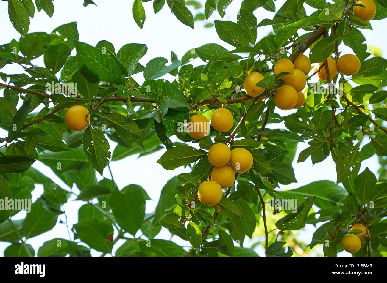 Il ramo di ciliegia susino con molti frutti di bosco Foto Stock
