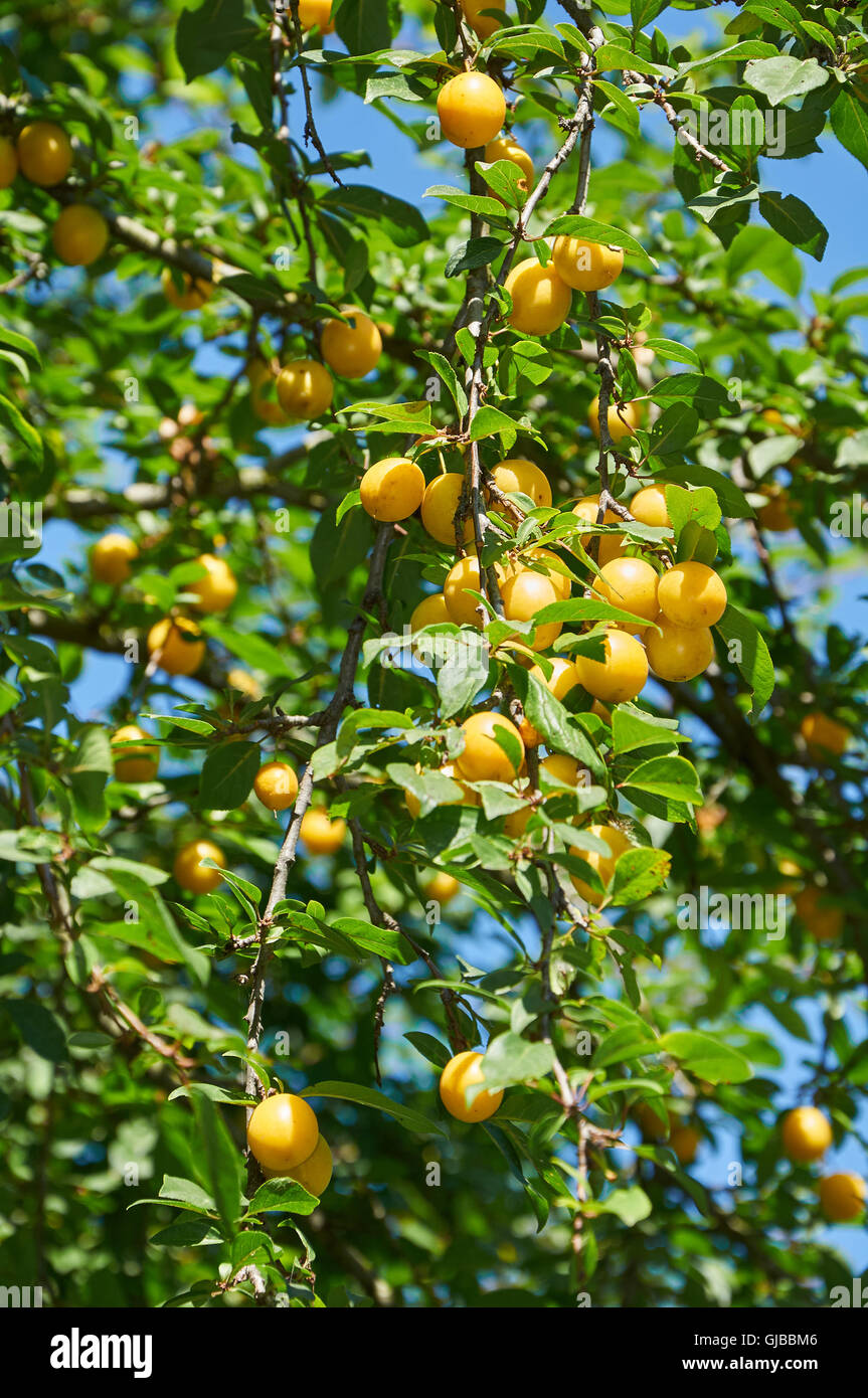 Il ramo di ciliegia susino con molti frutti di bosco Foto Stock
