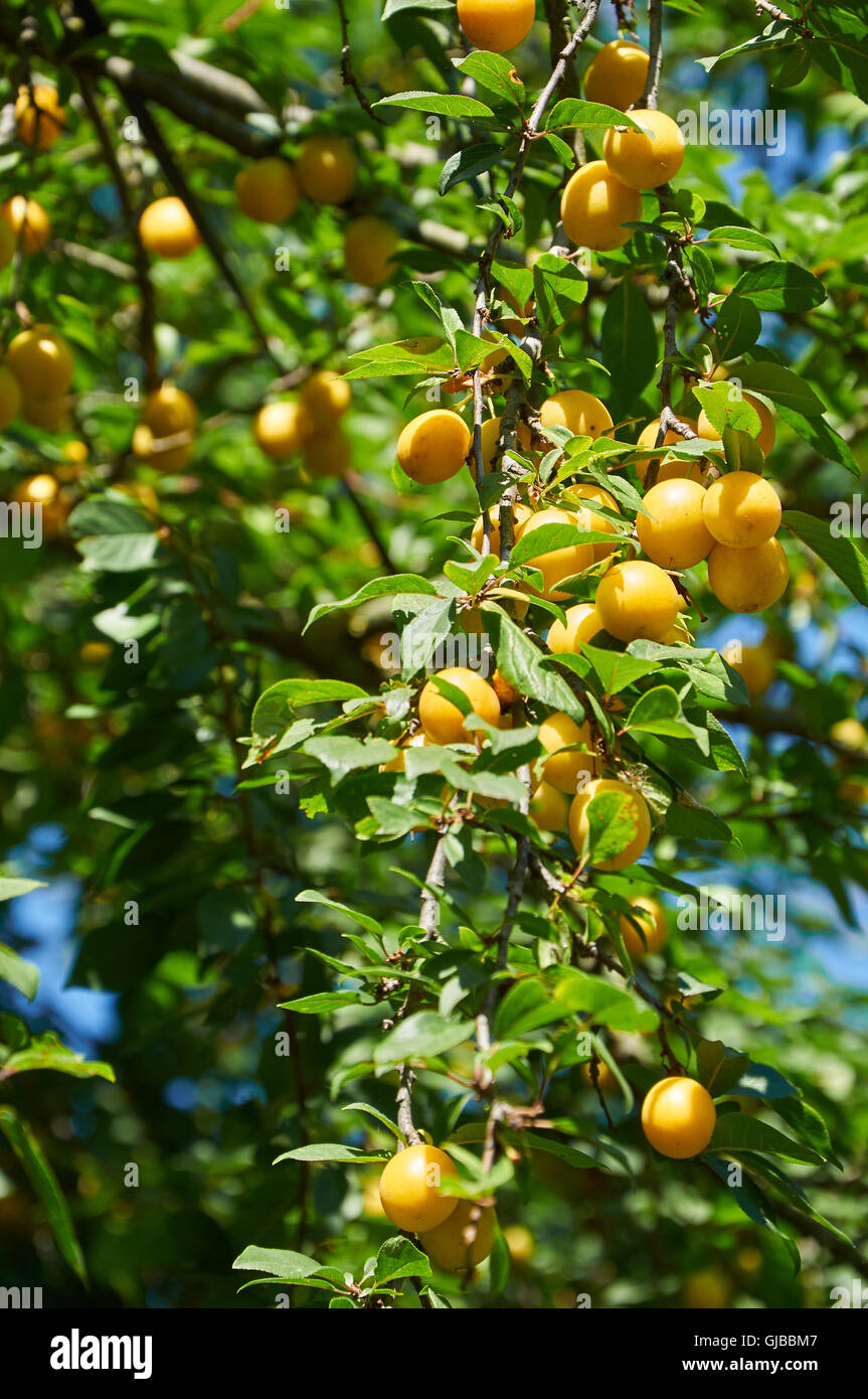Il ramo di ciliegia susino con molti frutti di bosco Foto Stock