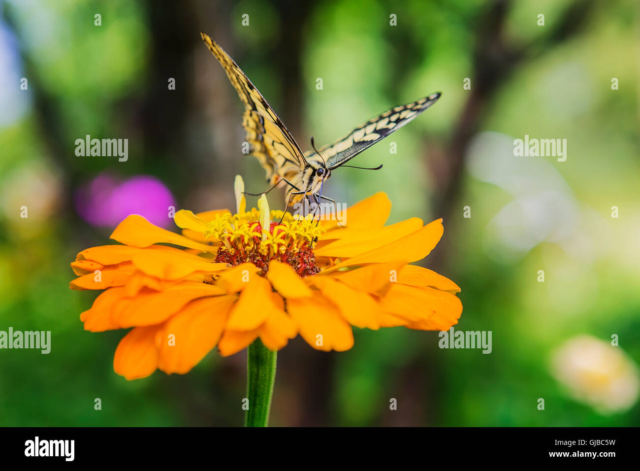 Coda forcuta Butterfly Papilio machaon sul fiore Foto Stock