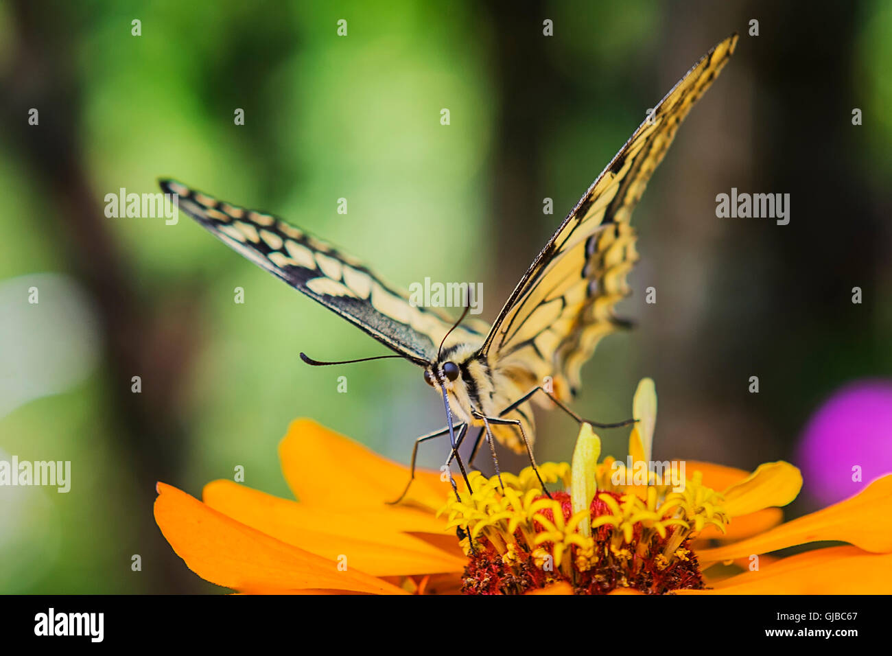 Coda forcuta Butterfly Papilio machaon sul fiore Foto Stock
