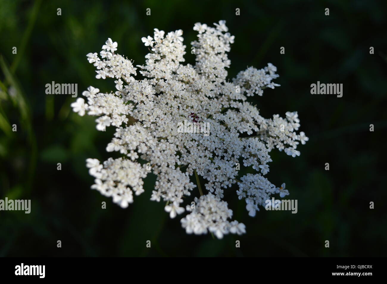 Bianco Fiori di prato Foto Stock