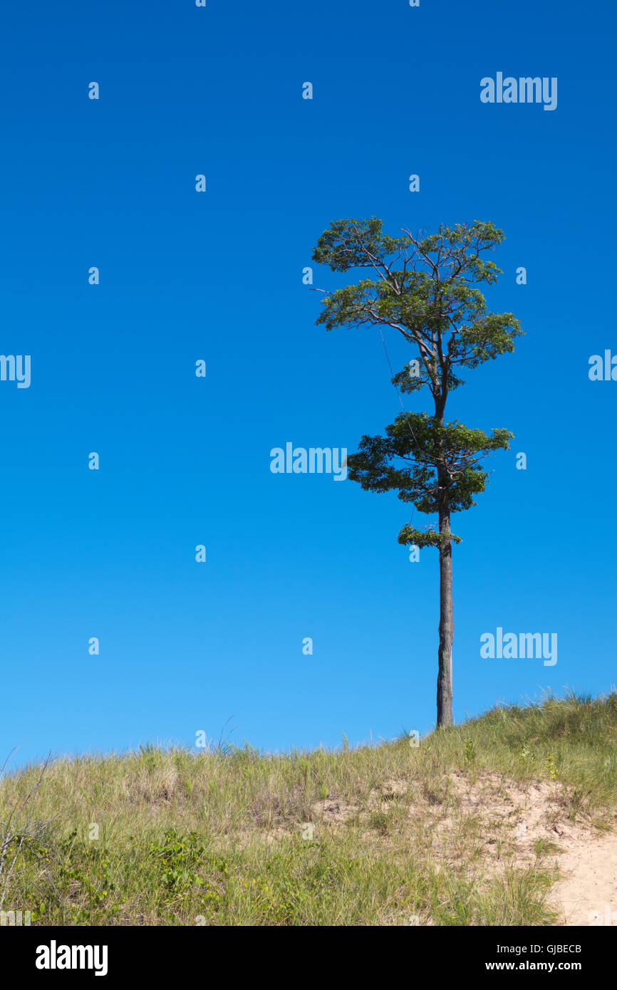 Un alto albero di quercia si trova sulla cima di una duna di sabbia che si affaccia sul Lago Michigan vicino a Whitehall, Michigan. Foto Stock