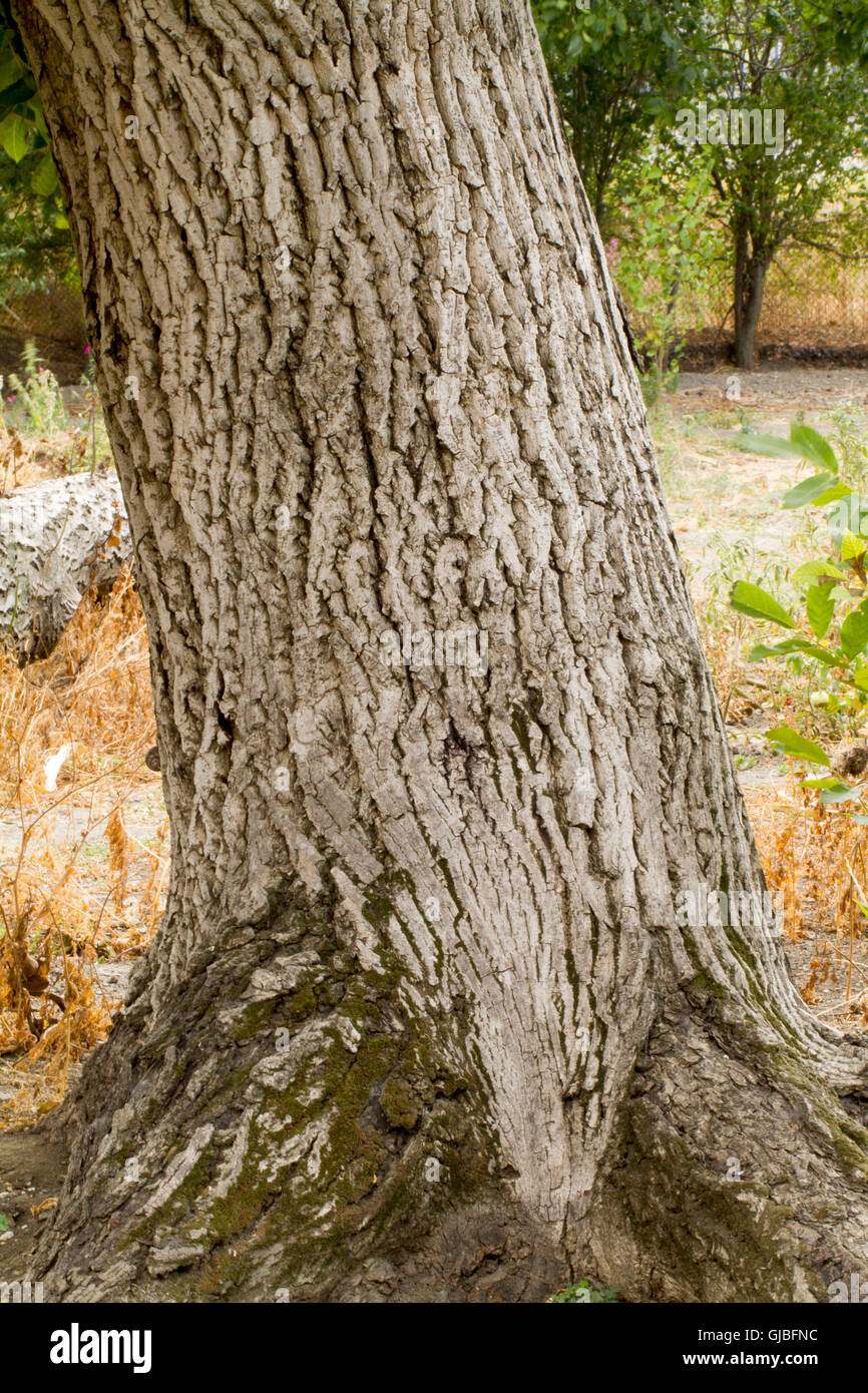 Il tronco di albero con corteccia texture Foto stock - Alamy
