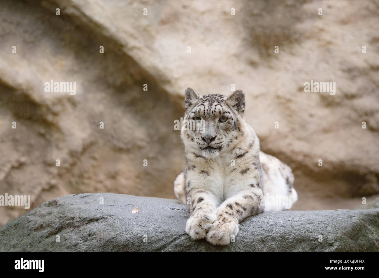 Ritratto laterale del famoso big cat, snow leopard - Irbis, Uncia uncia Foto Stock