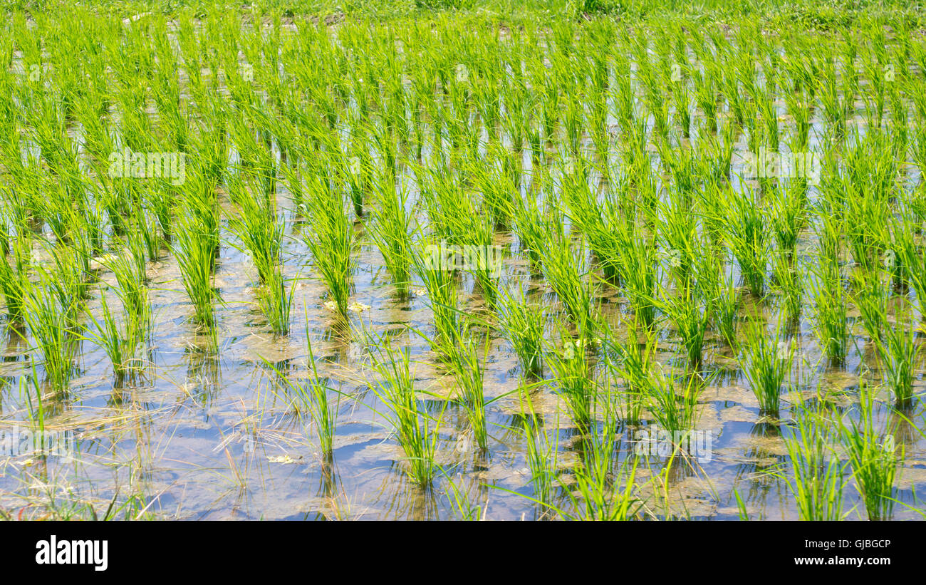 Un rigoglioso campo di riso che viene allagata con acqua Foto Stock