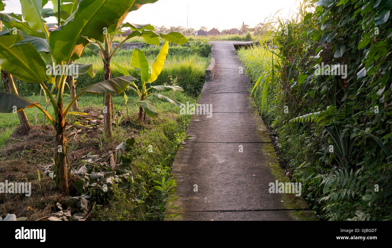 Uno stretto sentiero che conduce attraverso la natura Balinese (Ubud, Indonesia) Foto Stock
