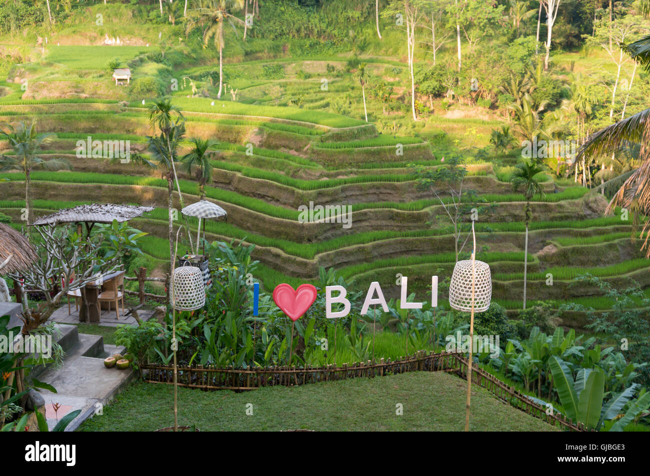 Posto migliore per prendere un selfie davanti l'idilliaco Tegalalang terrazze di riso nei pressi di Ubud, Bali Foto Stock