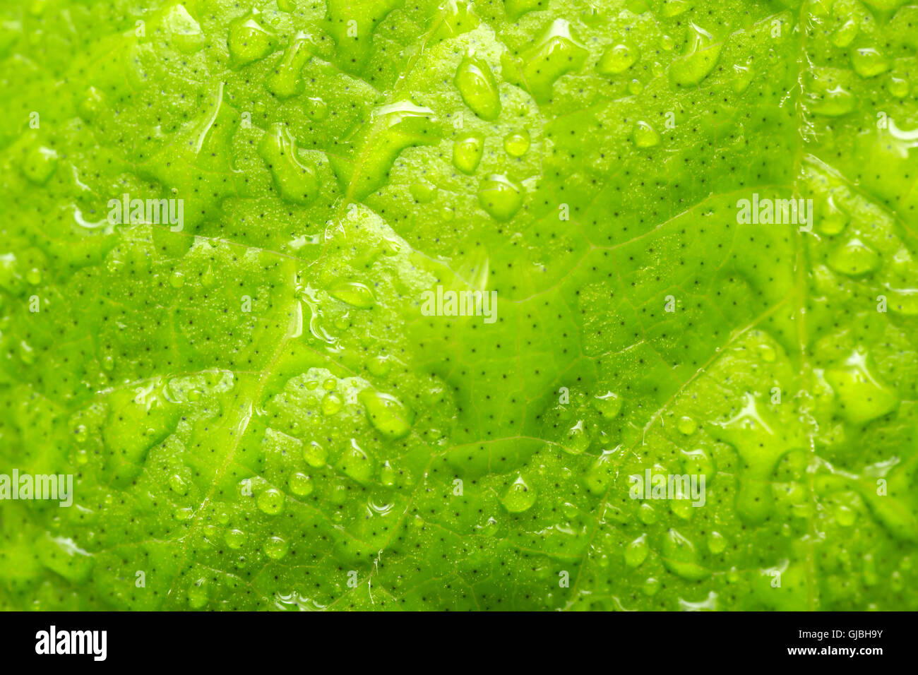 Foglia con gocce d'acqua. Foglie fresche di rugiada. Gocce di macro. Closeup foglia. Foto Stock