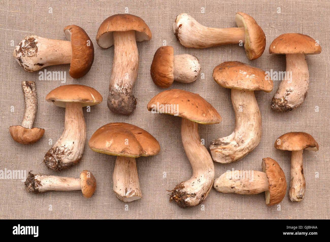 Gruppo di funghi porcini sulla biancheria. Il colore naturale e texture. Foto Stock