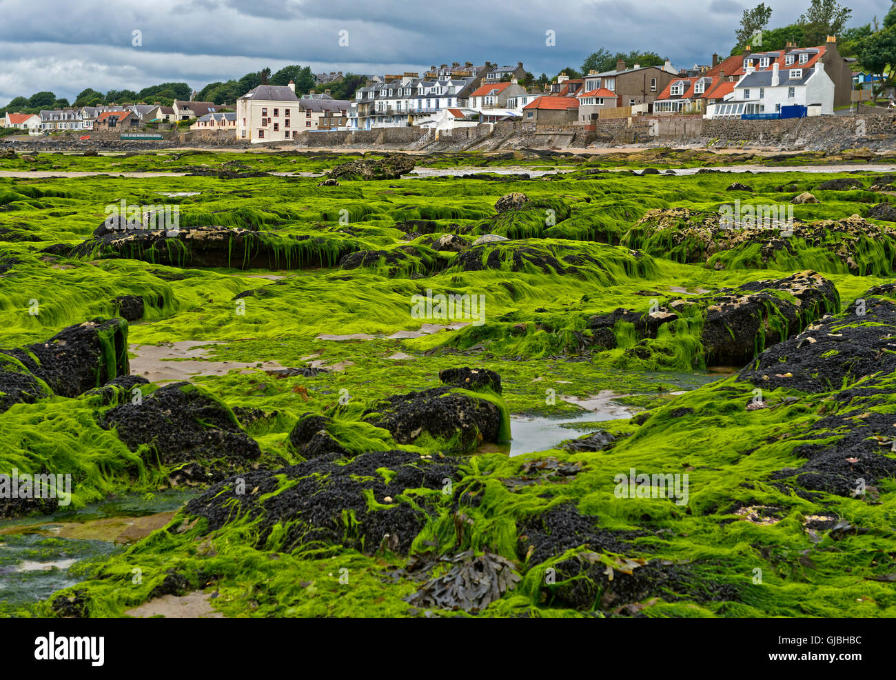 Alghe sommersa sulle rocce costiere durante la bassa marea nel Largo Bay, Lower Largo, Fife, Scozia, Regno Unito Foto Stock