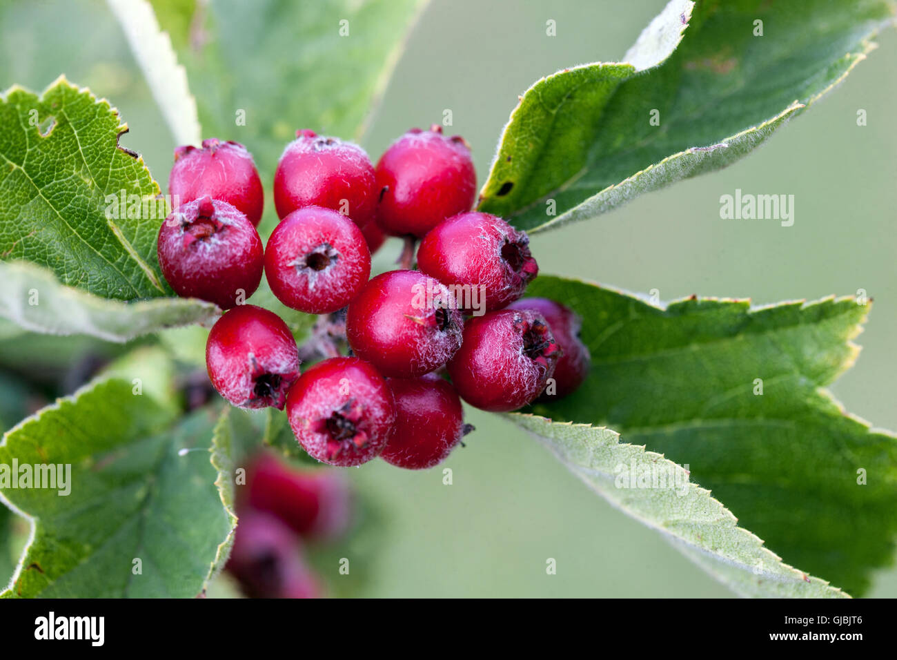 Frutti rossi, Crataegus maximowiczii, biancospino Foto Stock
