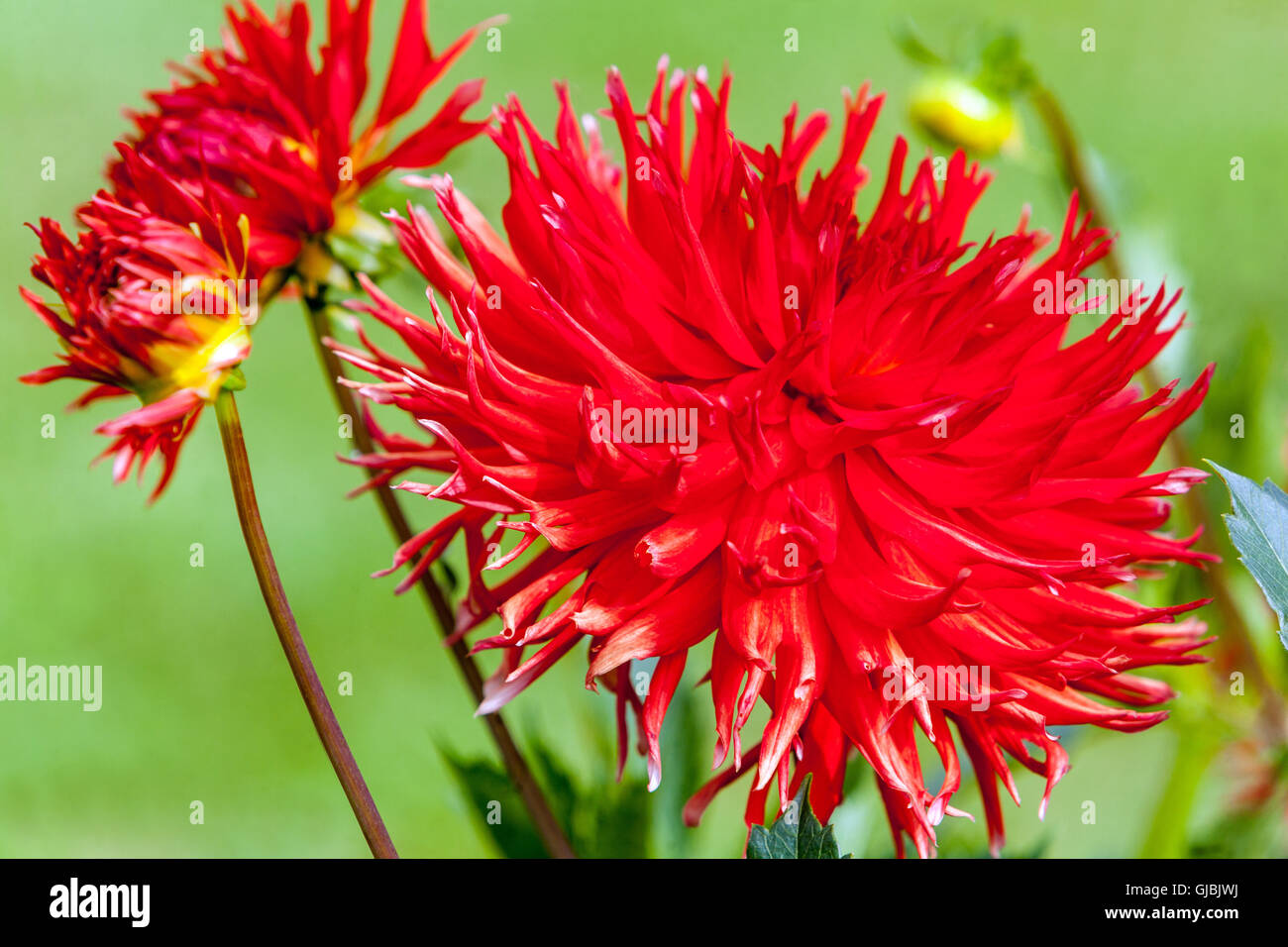 Dahlia ' Fuga ' fiore rosso Foto Stock