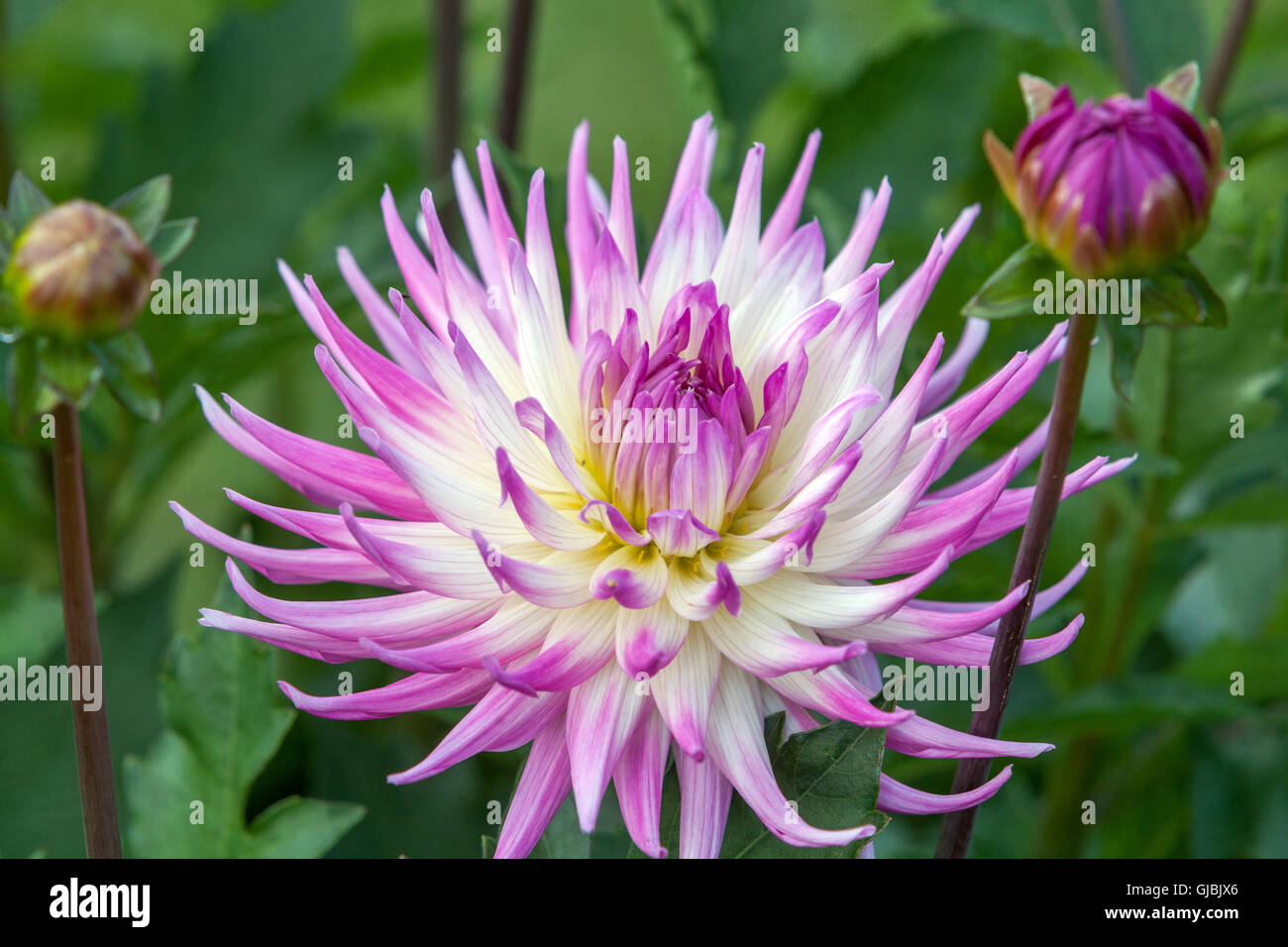 Dahlia ' Darina ' fiore dahlias pastello Foto Stock
