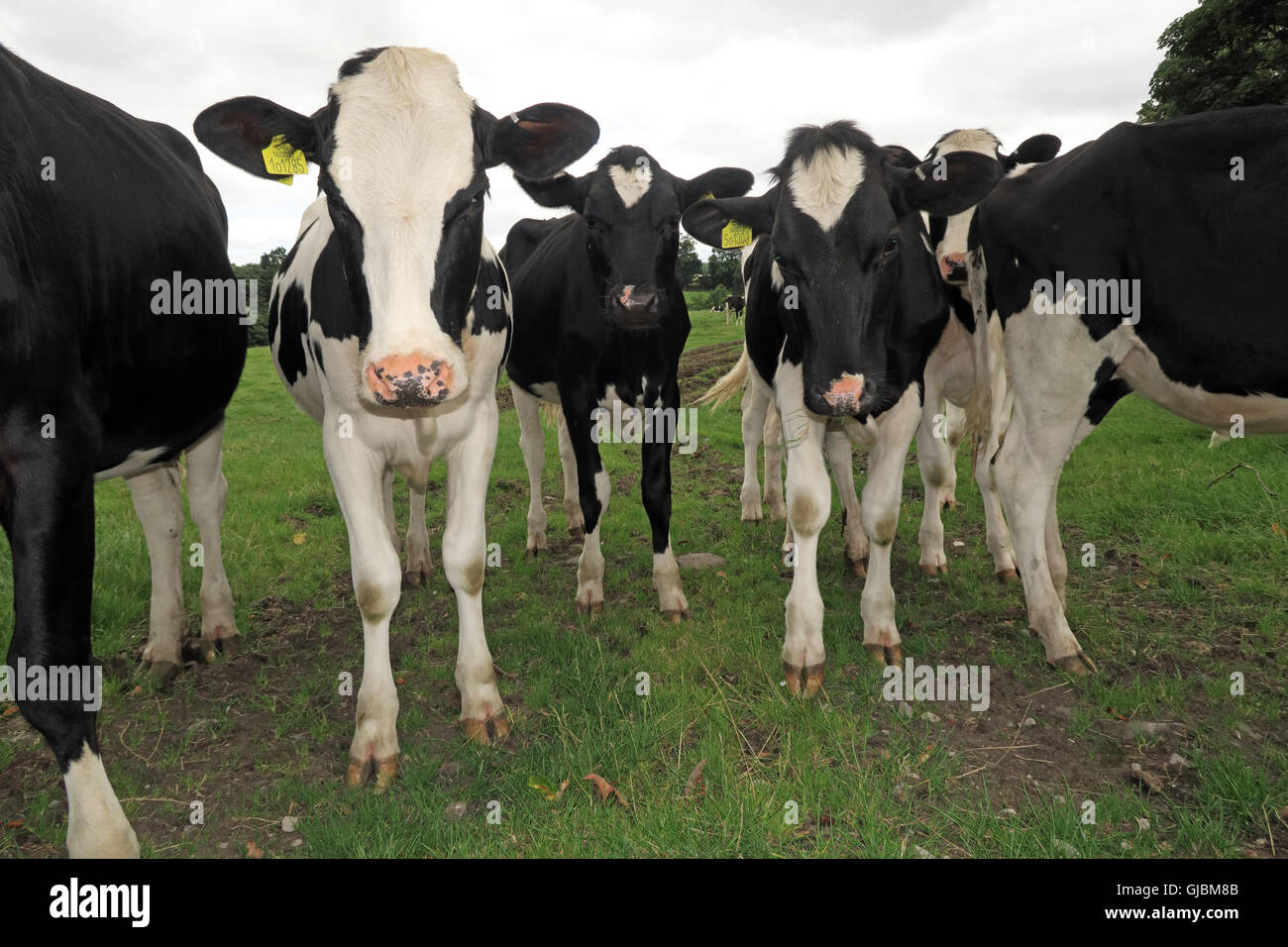 Bovini, una mandria di mucche in un campo di vacca, Grappenhall, Cheshire, North West England, Regno Unito, WA4 Foto Stock