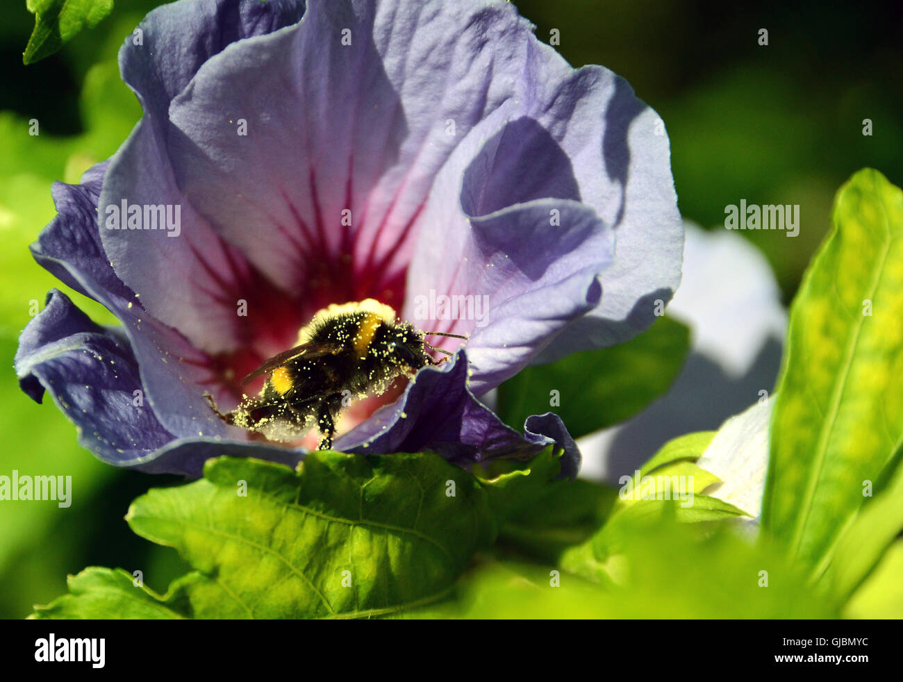 Bumble Bee su una rosa di natale. Foto Stock