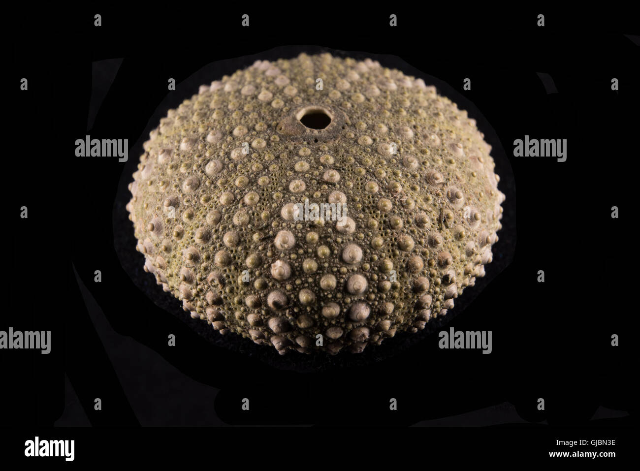 Ricci di mare shell (Paracentrotus lividus) su sfondo nero Foto Stock