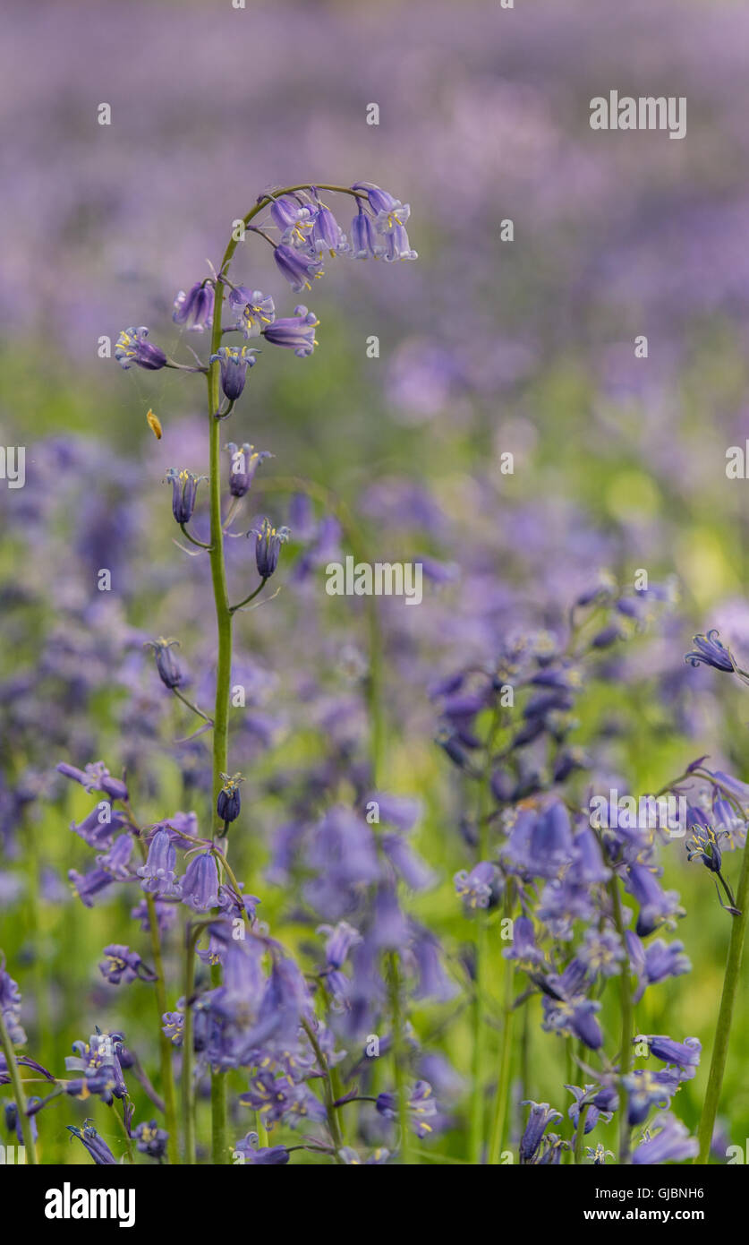 Bluebell nei boschi Foto Stock