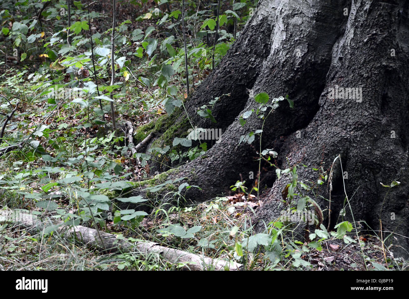 Le radici di una massiccia struttura della foresta Foto Stock