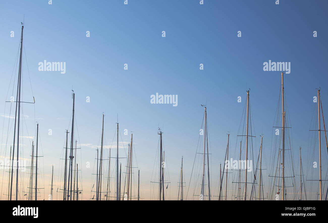 Molti alberi e Cielo Blu al tramonto Foto Stock