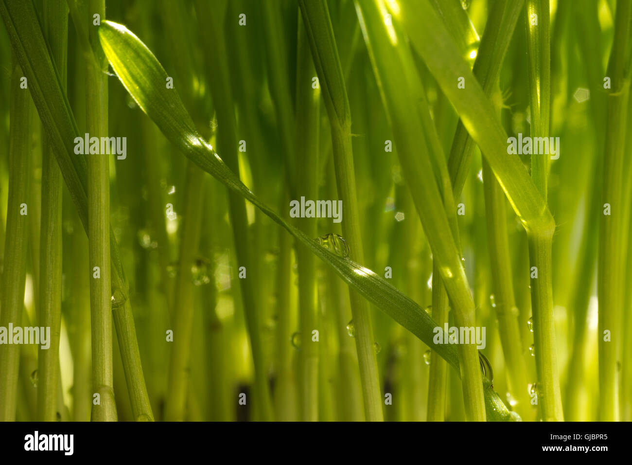 Fresco di erba di frumento da vicino Foto Stock