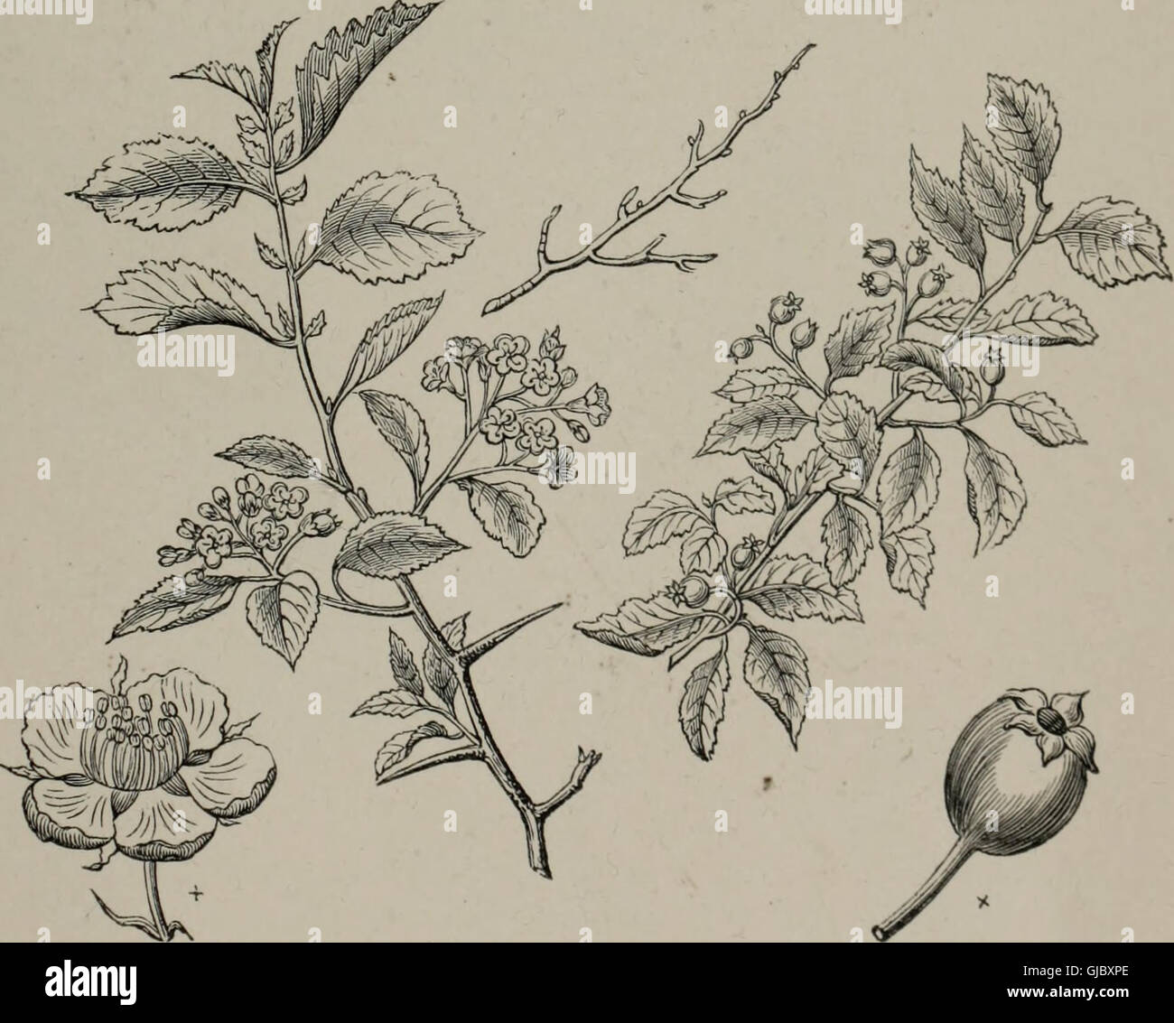 Arboretum et fruticetum britannicum, o - Gli alberi e gli arbusti di Bretagna, native e straniere, Hardy e semi-hardy, graficamente e botanicamente delineate, e scientificamente e popolarmente descritto Foto Stock