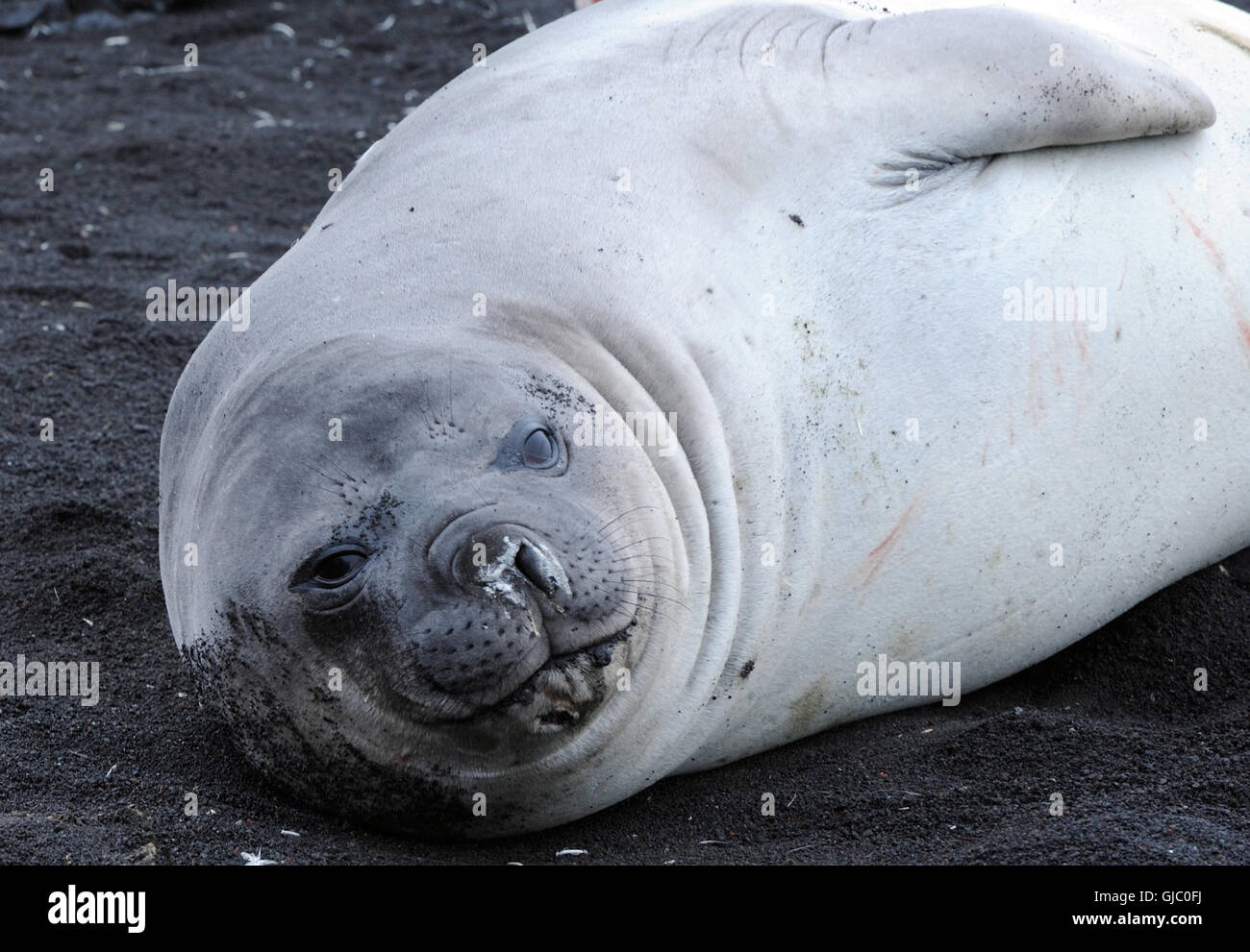 Il novellame di elefante marino del sud (Mirounga leonina) sulla sabbia nera vulcanica di Saunders Island. , Isole Sandwich del Sud Foto Stock