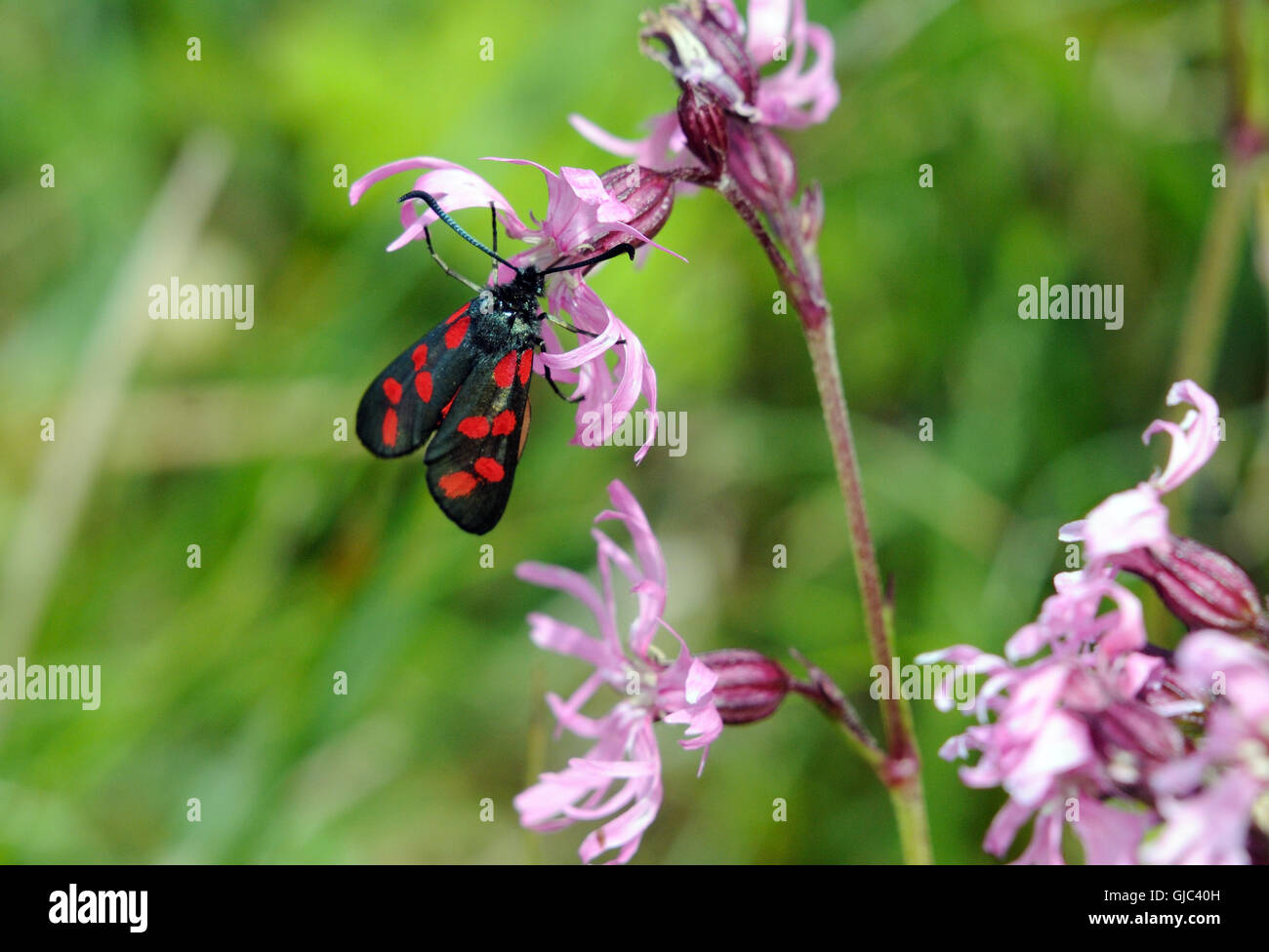 Sei spot Burnett (falena Zygaena filipendulae) alimentazione su Ragged-Robin (Lychnis flos-cuculi) fiori. Mull of Oa, Islay, Ebridi Interne, Argyll, Scotl Foto Stock