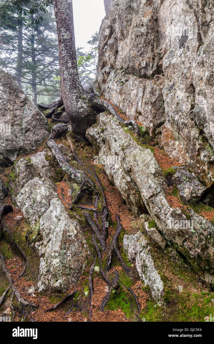 New Hampshire è aspro paesaggio, Glen Ellis Falls, Jackson, New Hampshire Foto Stock