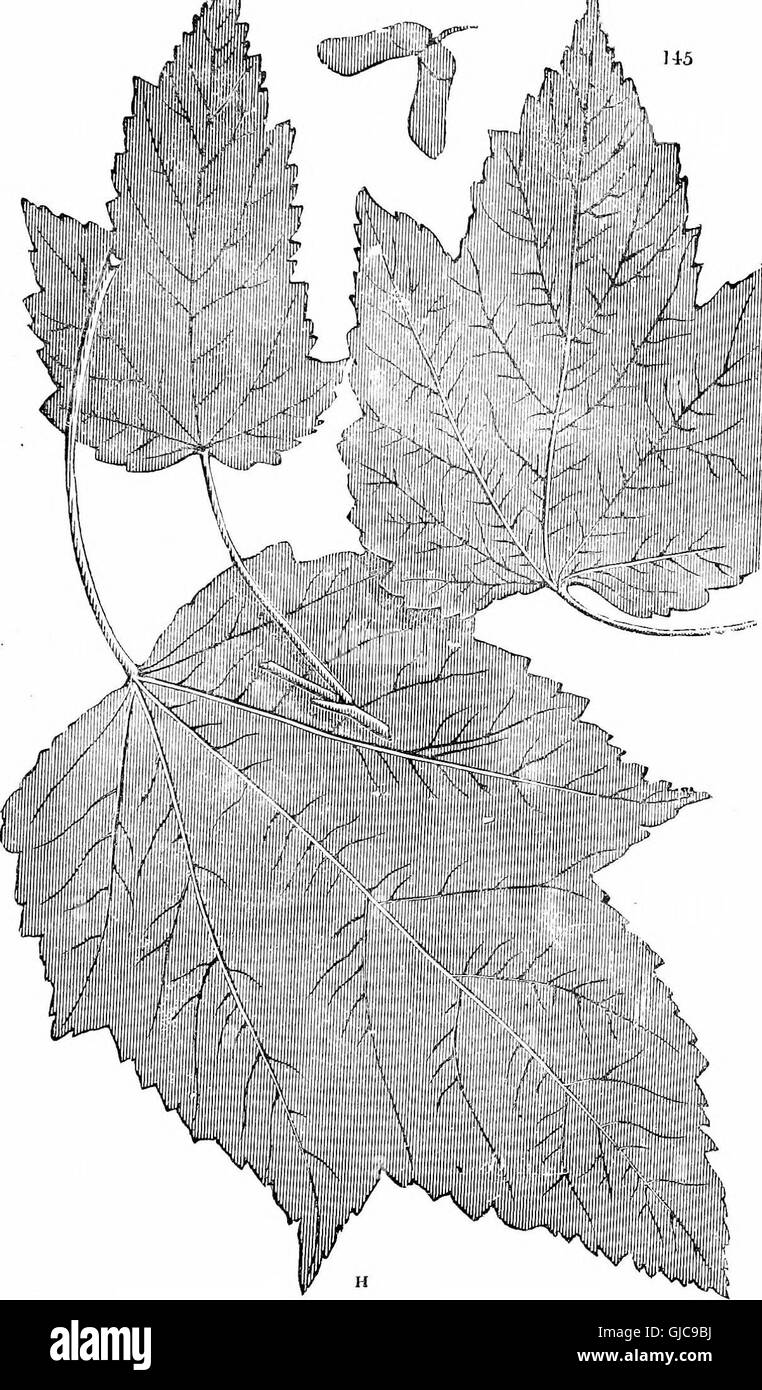 Alberi e arbusti - un abridgment dell'Arboretum et fruticetum britannicum - contenente la hardy alberi e schrubs della Gran Bretagna, native e straniere, scientificamente e popolarmente descritto - con i loro Foto Stock