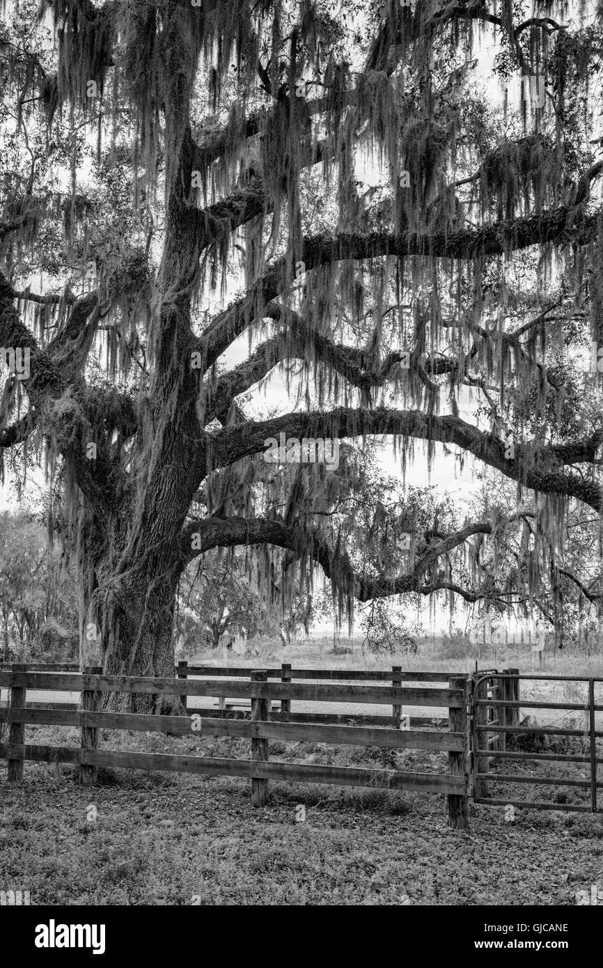 Camp ranch di bestiame sul La Chua Trail, Paynes Prairie, Florida Foto Stock