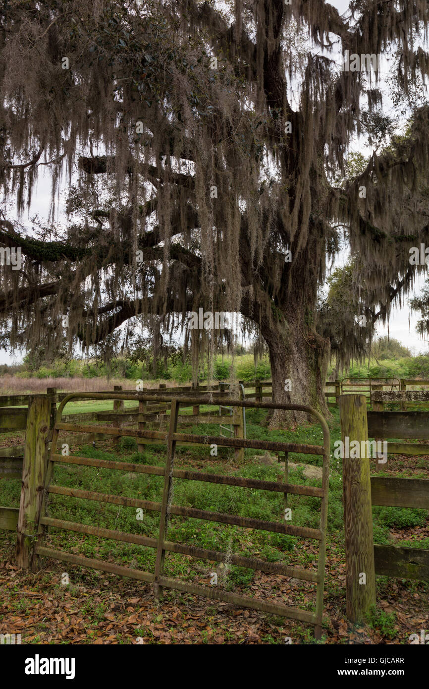 Camp ranch di bestiame sul La Chua Trail, Paynes Prairie, Florida Foto Stock