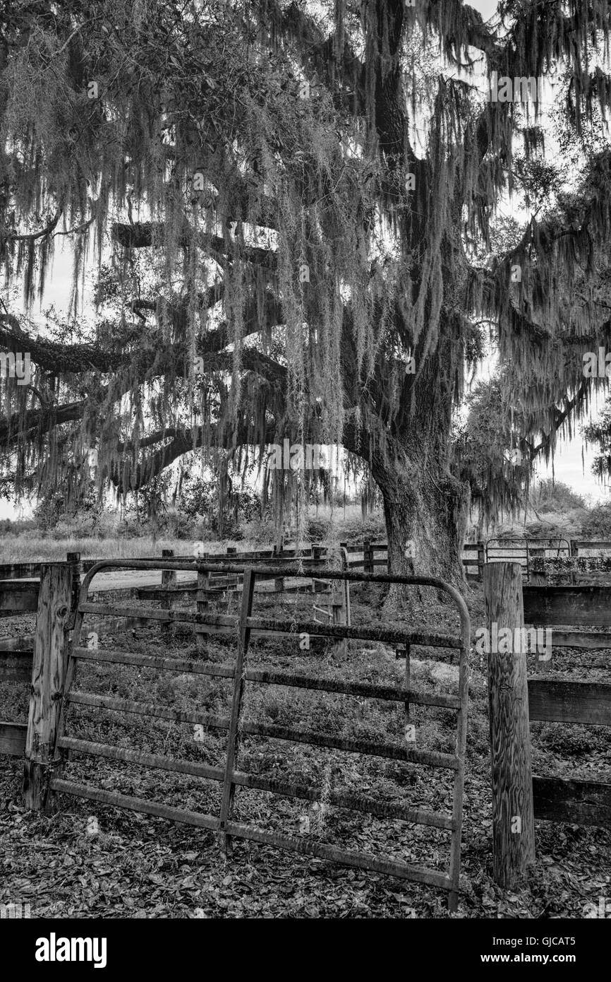 Camp ranch di bestiame sul La Chua Trail, Paynes Prairie, Florida Foto Stock