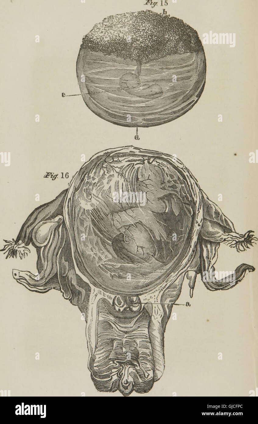 Solipedi Organi genitali maschili immagini e fotografie stock ad alta ...