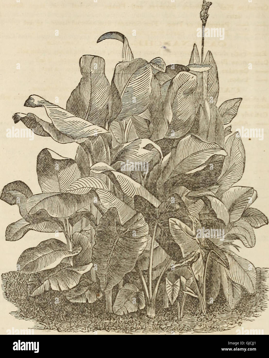 Washburn e Co. coltivatore amatoriale guida il fiore e orto - contenente un elenco descrittivo dei due mille varietà di fiori e di sementi di ortaggi - anche un elenco di ibrido francese Foto Stock