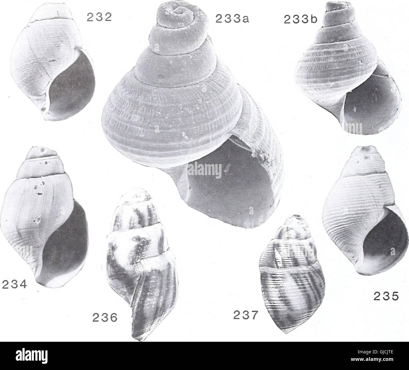 Questo bollettino del British Museum si concentra sugli studi geologici e sulla ricerca, presentando progressi nel campo della geologia a partire dal 1990. Copre vari fenomeni geologici, teorie e scoperte. Foto Stock