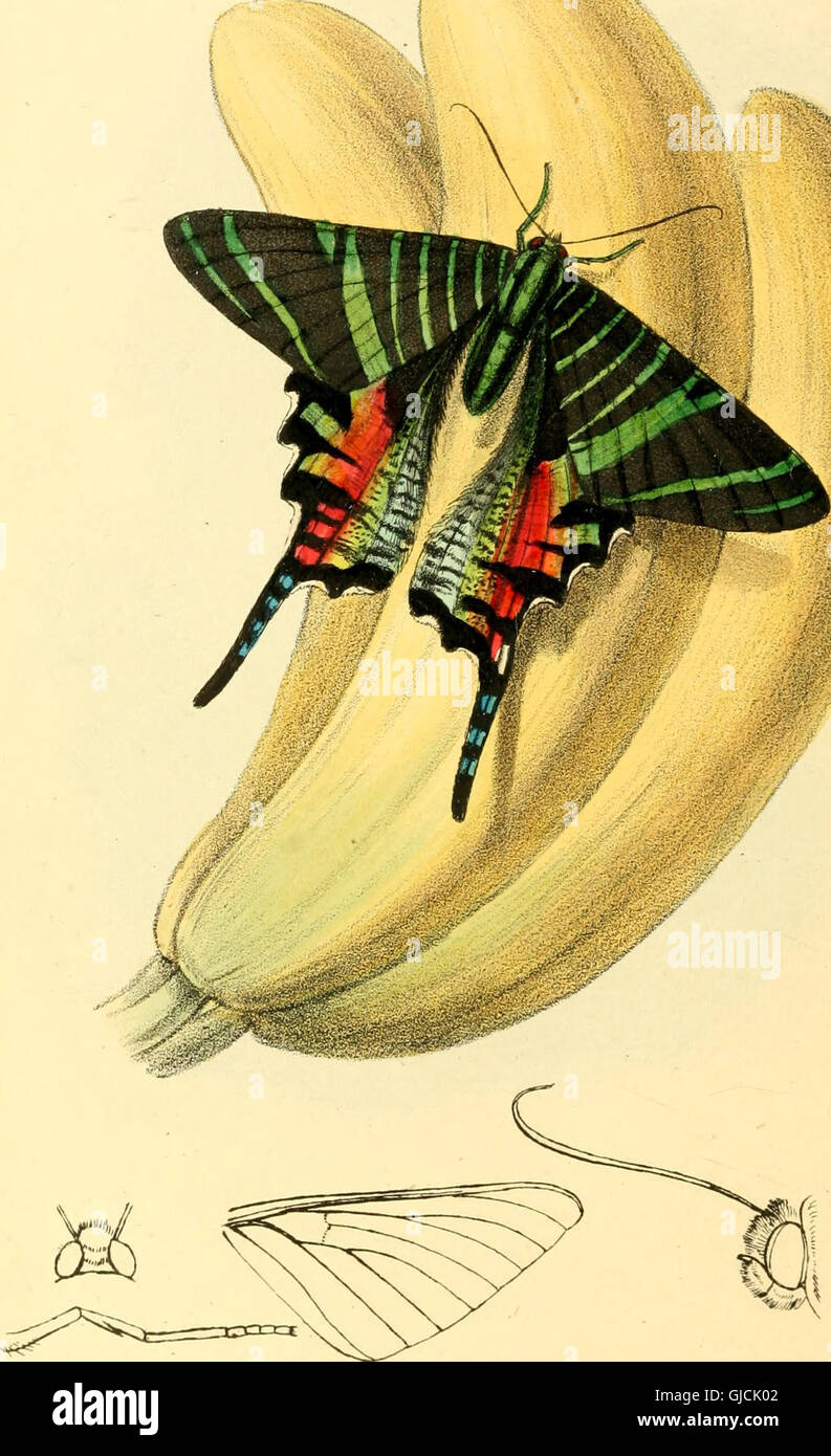 Illustrazioni zoologiche o, figure originali e le descrizioni delle nuove, rare o interessanti animali, selezionati principalmente dalle classi di ornitologia, entomologia e conchology, e disposti Foto Stock