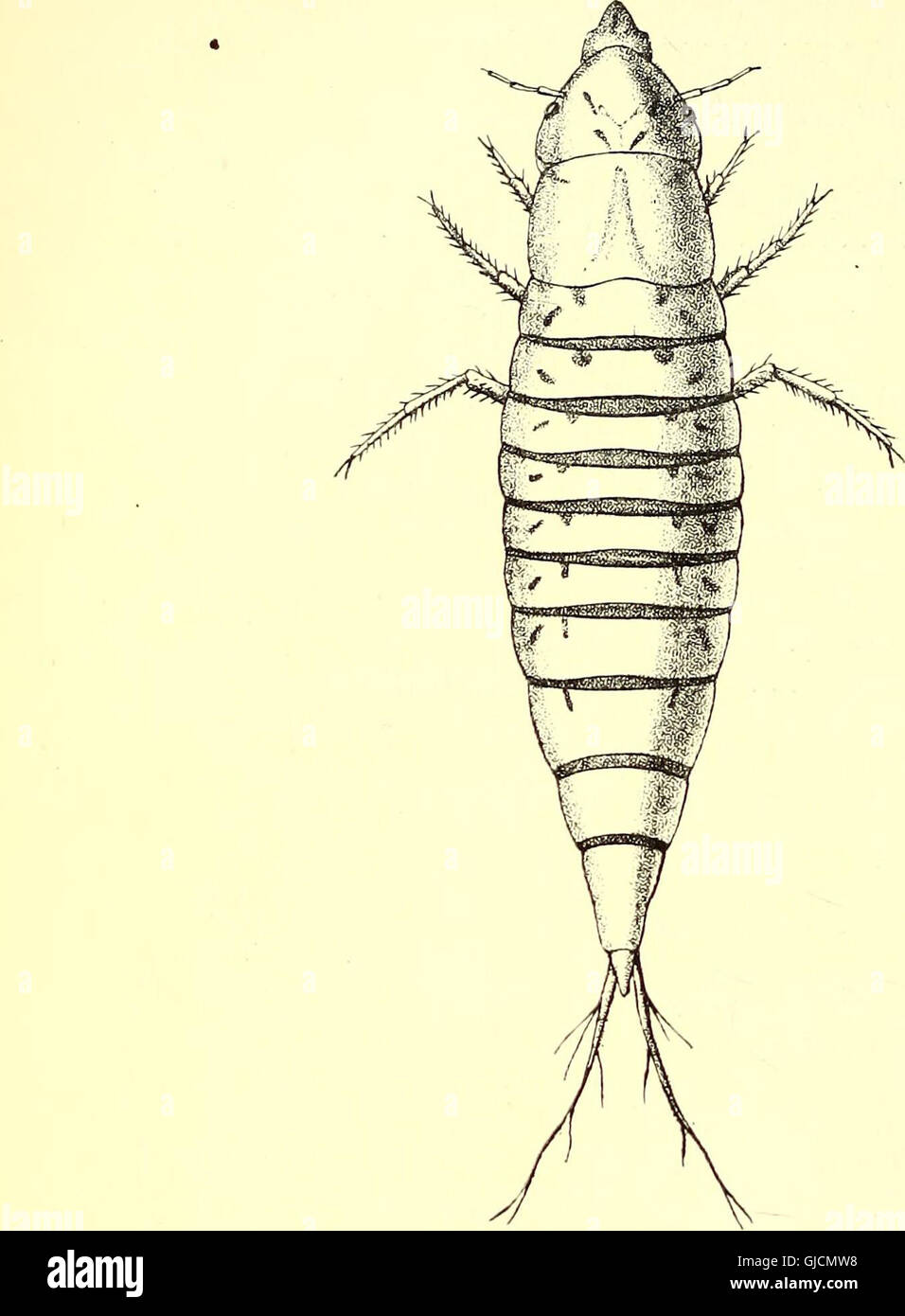 Coleoptera - introduzione generale e Cicindelidae e Paussidae (1912) Foto Stock
