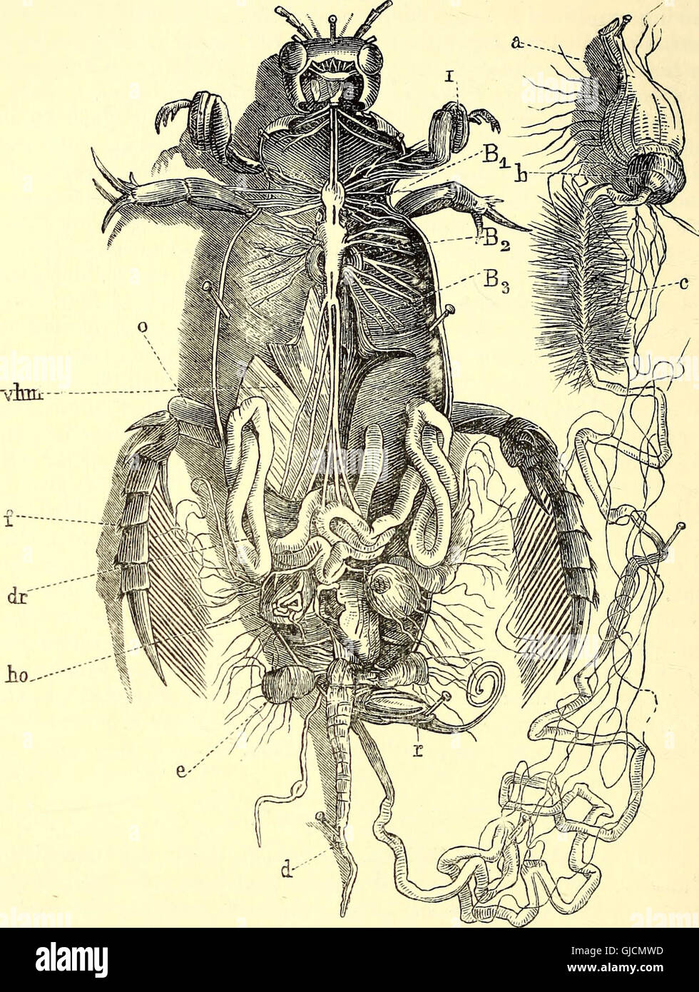 Coleoptera - introduzione generale e Cicindelidae e Paussidae (1912) Foto Stock