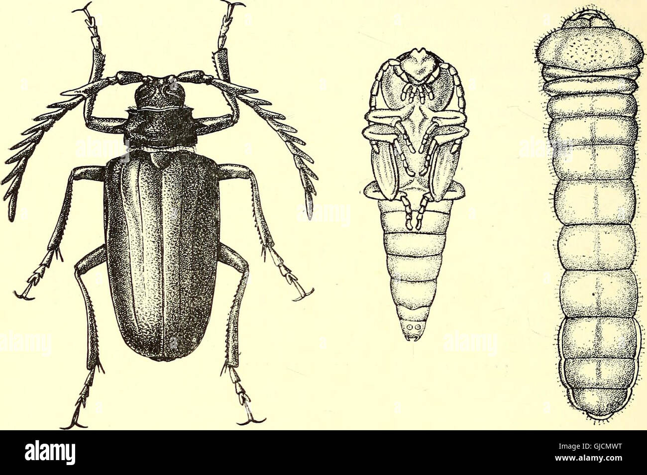 Coleoptera - introduzione generale e Cicindelidae e Paussidae (1912) Foto Stock
