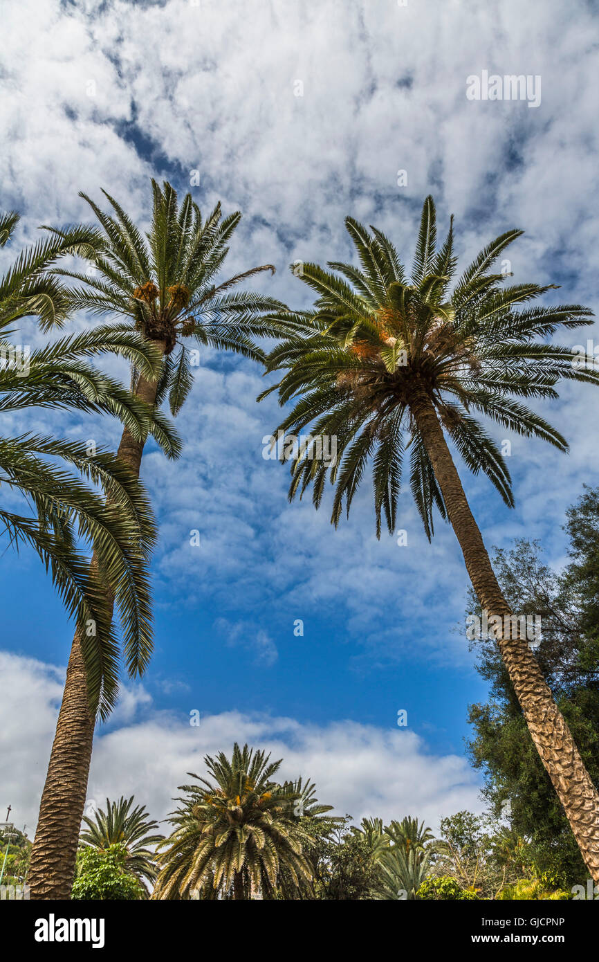 Data palm, (Phoenix), Parco Doramas, Las Palma, Gran Canaria, le Canarie, Isole Canarie, Spagna, Europa Foto Stock