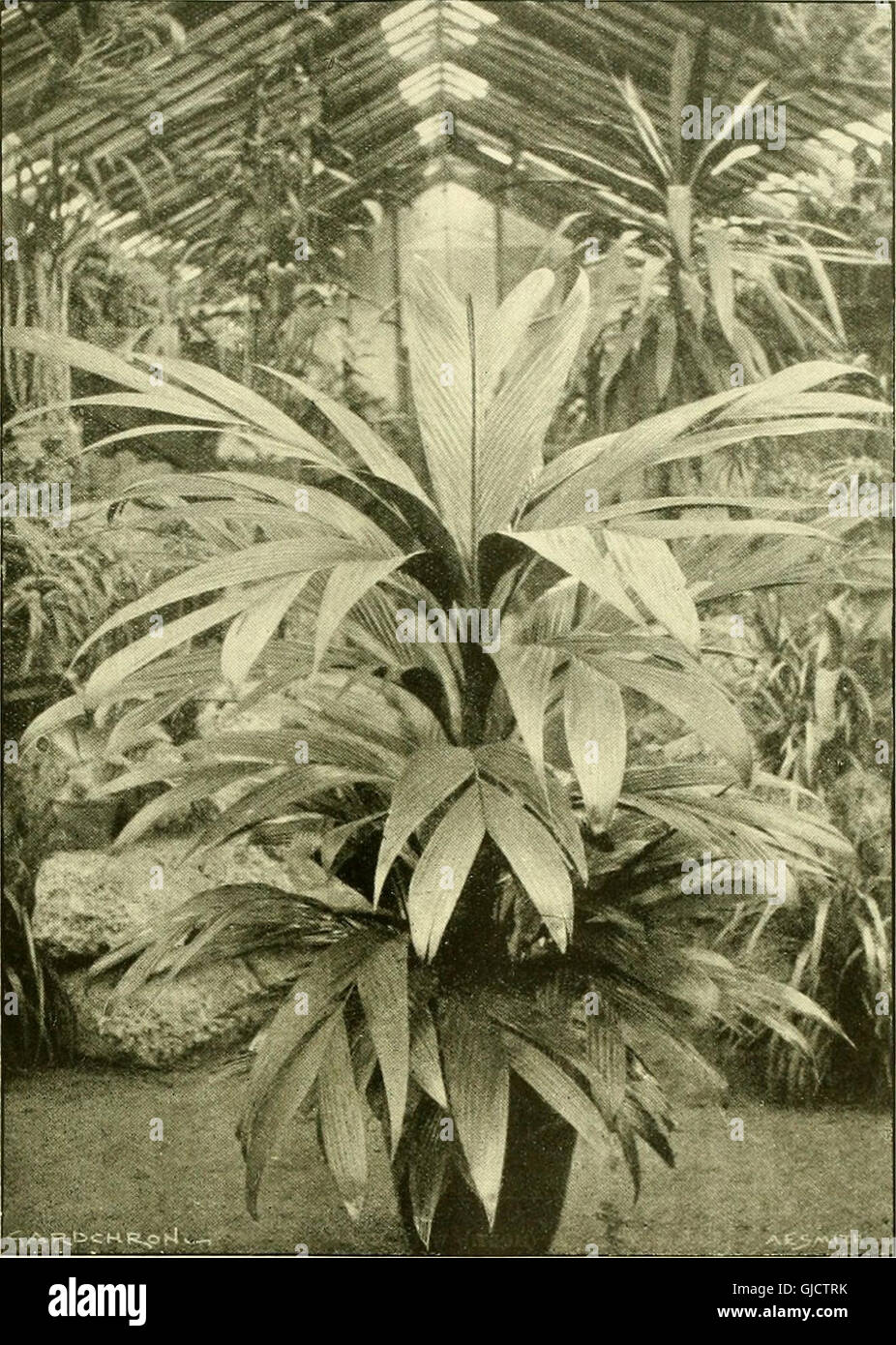 I giardinieri' cronaca - un settimanale illustrato ufficiale di orticoltura e allied soggetti (1903) Foto Stock