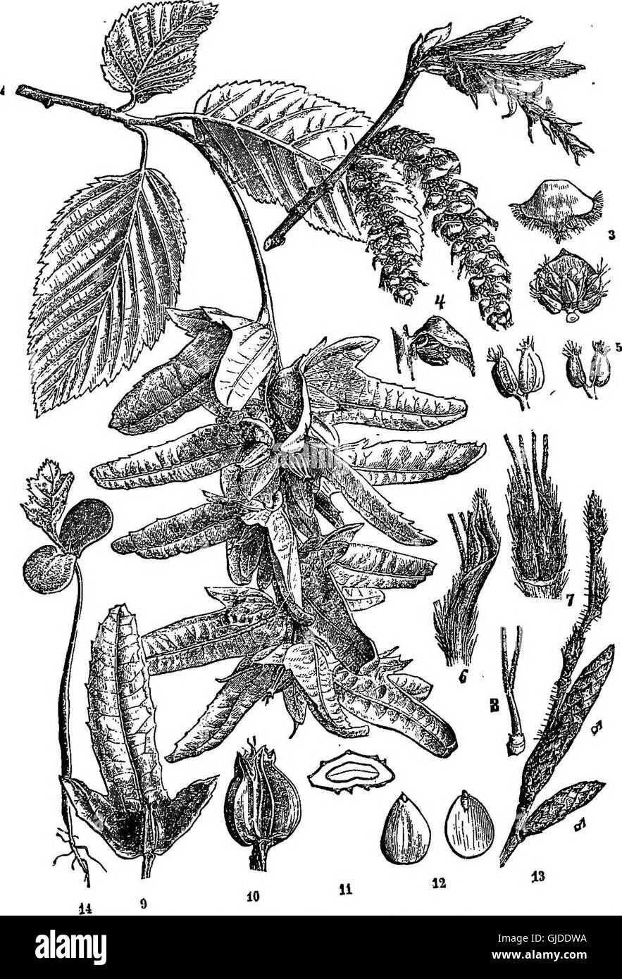 Questa guida sugli elementi della silvicoltura fornisce informazioni sulla piantagione e la manutenzione di alberi forestali, sia a fini ornamentali che commerciali. Offre inoltre suggerimenti per la creazione e la gestione di boschi a beneficio sia estetico che economico. Foto Stock