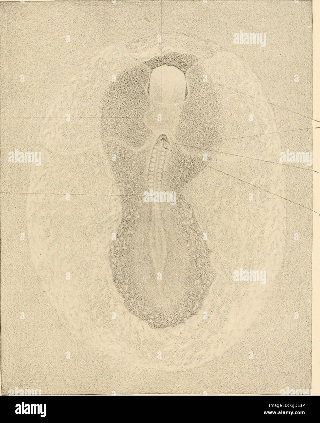 Lo sviluppo del pulcino; un introduzione alla embriologia (1919) Foto Stock