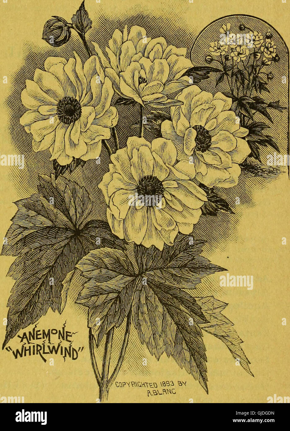 Questo catalogo del 1895 presenta una collezione completa di alberi ornamentali resistenti, arbusti e viti, oltre a una varietà di fiori e frutti duri. Rappresenta una risorsa preziosa per gli appassionati di giardinaggio, fornendo illustrazioni dettagliate e descrizioni delle piante adatte a climi diversi. Foto Stock