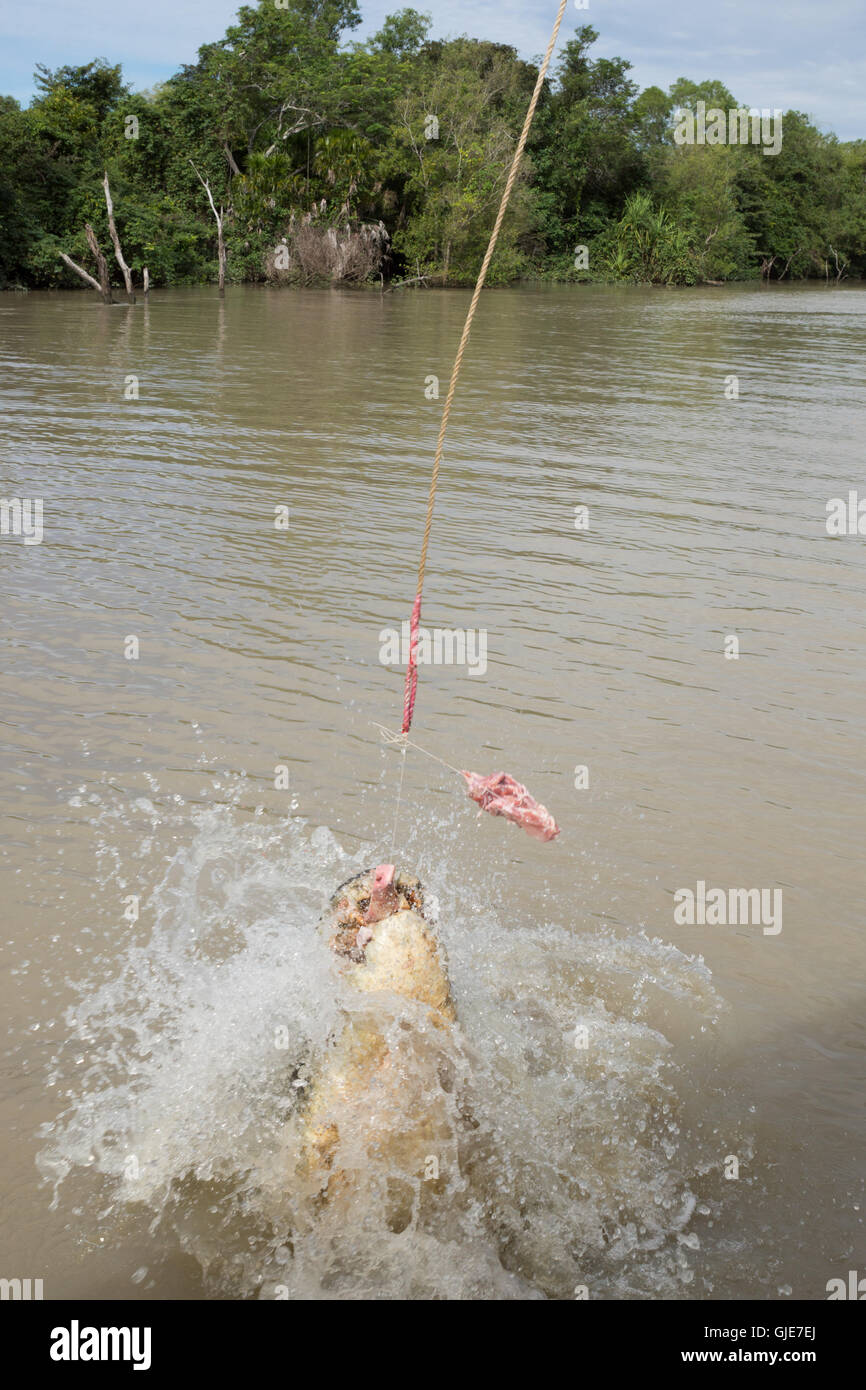 Le potenti mascelle di un coccodrillo scattare un pezzo di carne in Adelaide River, Kakadu, Australia Foto Stock