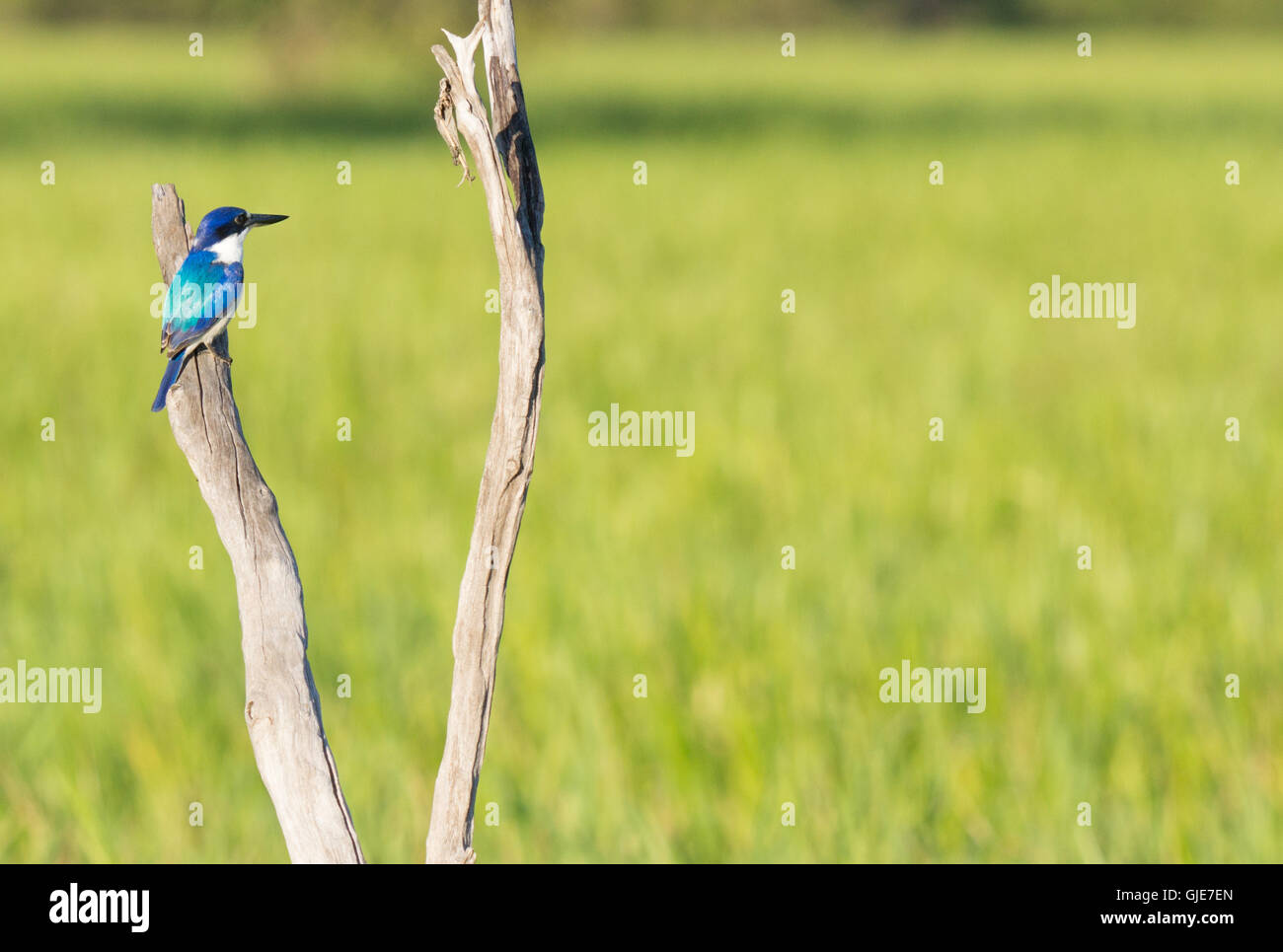 Bella blu kingfisher a Kakadu zone umide, Territorio del Nord, l'Australia Foto Stock