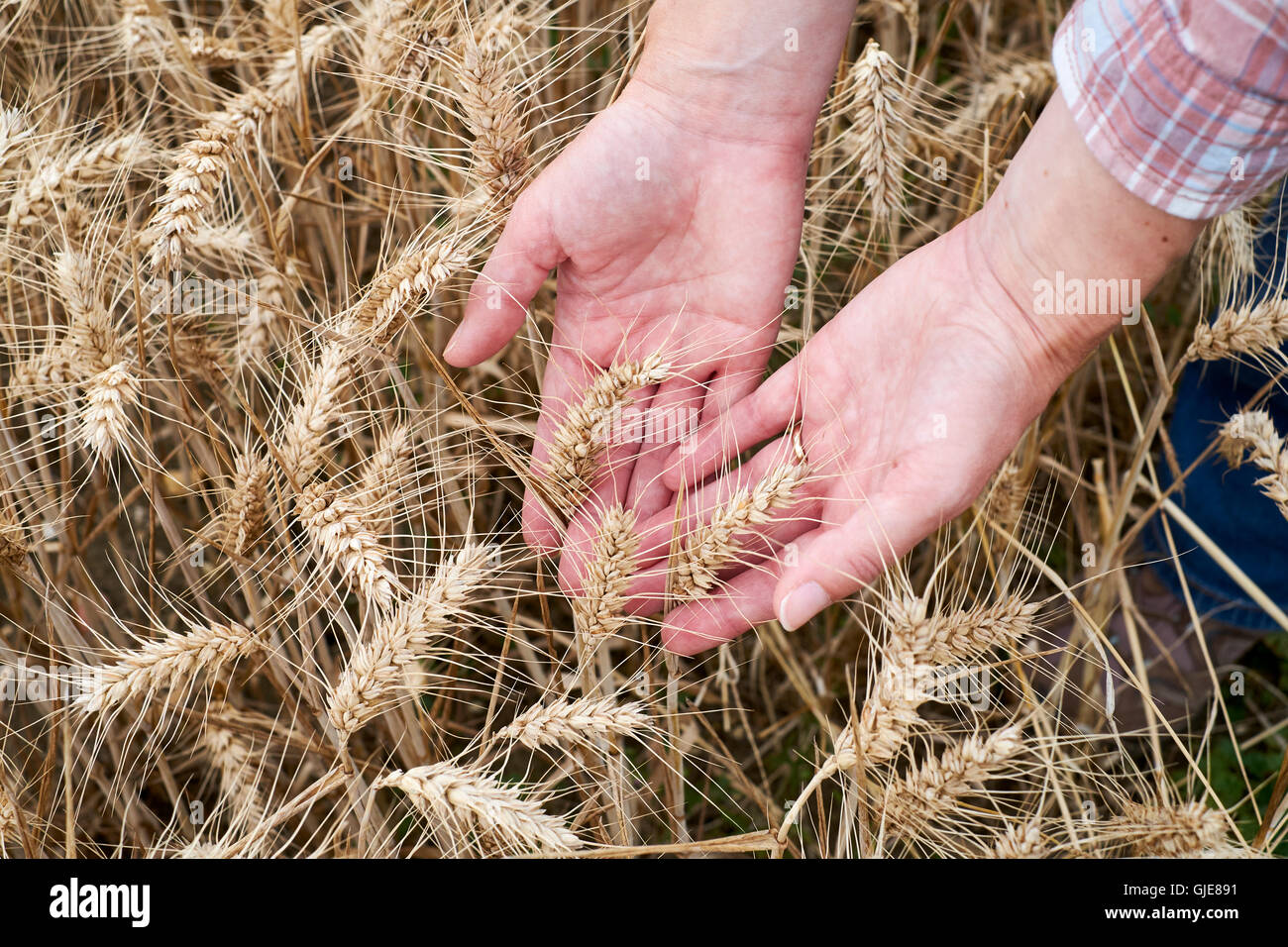 Mani femminili ispezione mature spighe di grano prima della raccolta, UK. Foto Stock