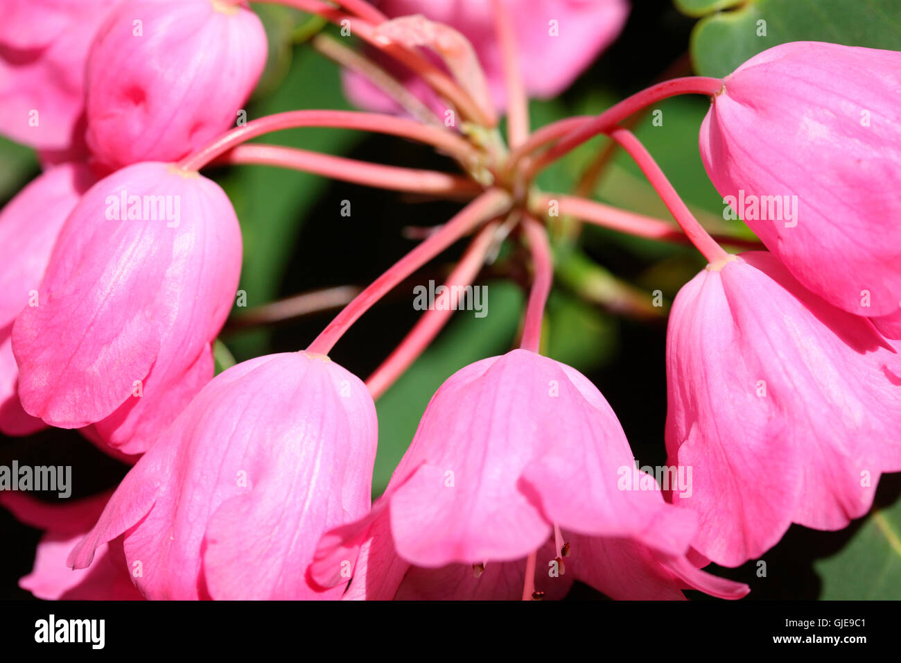 Una cascata di una forma a campana di rododendro rosa fiori campylogynum Jane Ann Butler JABP Fotografia1576 Foto Stock